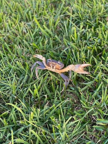 crab in plush grass